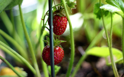 Summer Strawberry Parfaits